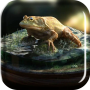 icon Frog Amazing Graphics LiveWP