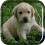 icon Labrador Puppy Live Wallpaper