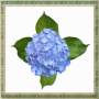 icon Hydrangea Flowers Onet Game