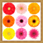 icon Gerbera Daisy Flowers Onet Game