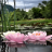 icon Nature Lotus Flower LWP 3