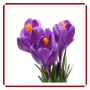 icon New Crocus Flowers Onet Game