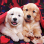 icon Puppies Live Wallpaper