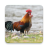 icon Red junglefowl Sounds 4.9.0