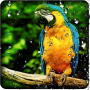 icon Parrot Live Wallpaper