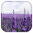 icon Lavender 1.1.4