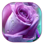 icon Purple Rose