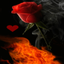 icon Rose In Fire LWP