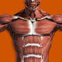 icon Muscles 3D