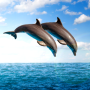 icon Dolphins Live Wallpapers