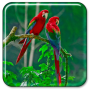 icon Parrots Live Wallpaper