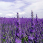 icon Lavender