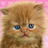 icon Baby Cat 2.0.1