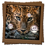 icon Leopard Live Wallpaper