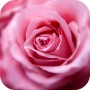 icon Rose Wallpapers