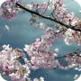 icon Sakura Wallpaper