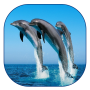 icon Dolphin