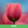 icon 3D Tulip Free