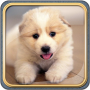 icon Cute Dogs Live Wallpaper HD