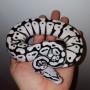 icon Ball Python Care