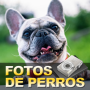 icon Fotos de Perros