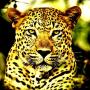 icon Cheetah Hunter Jungle Sniper 3D