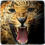 icon Cheetah Training World