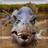 icon JurassicRace 14.0